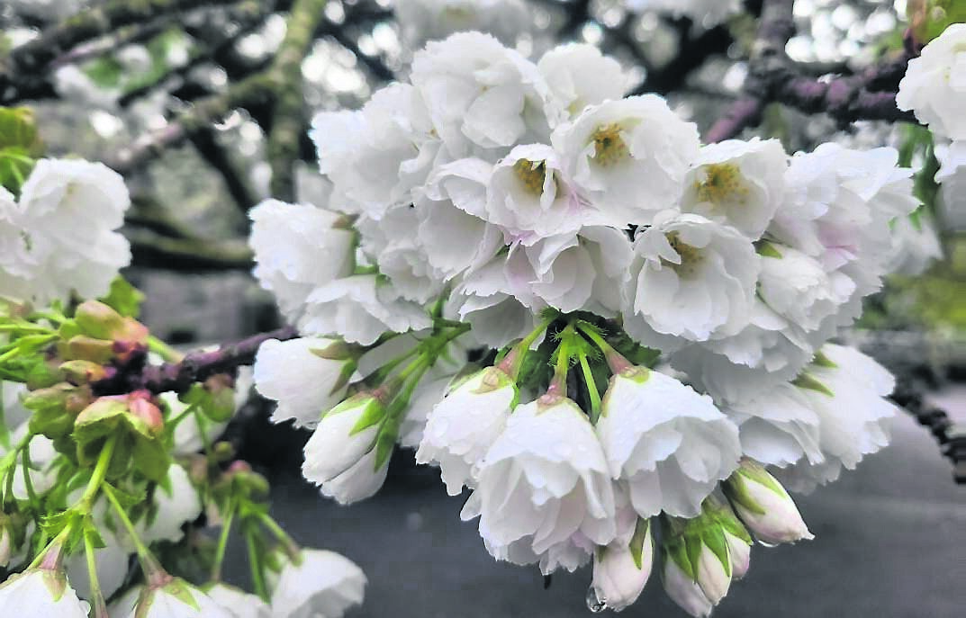 Cherries and magnolias are having a good spring, Prunus ‘Shirotae’ has beautiful double white flowers that create confetti on the ground after flowering Cherries and magnolias are having a good spring, Prunus ‘Shirotae’ has beautiful double white flowers that create confetti on the ground after flowering