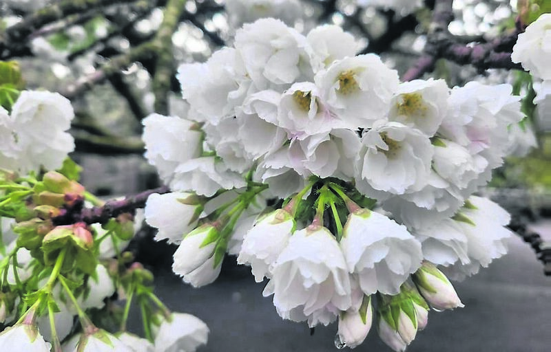 Cherries and magnolias are having a good spring, Prunus ‘Shirotae’ has beautiful double white flowers that create confetti on the ground after flowering Cherries and magnolias are having a good spring, Prunus ‘Shirotae’ has beautiful double white flowers that create confetti on the ground after flowering