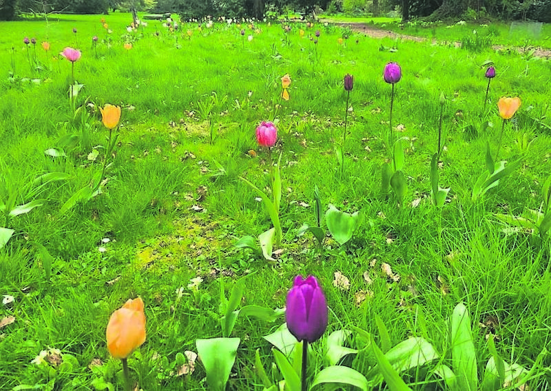 Old tulip bulbs can be used to create a tulip meadow after their first year of flowering Old tulip bulbs can be used to create a tulip meadow after their first year of flowering