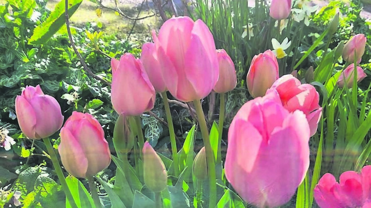 In the garden: We're a few weeks behind...