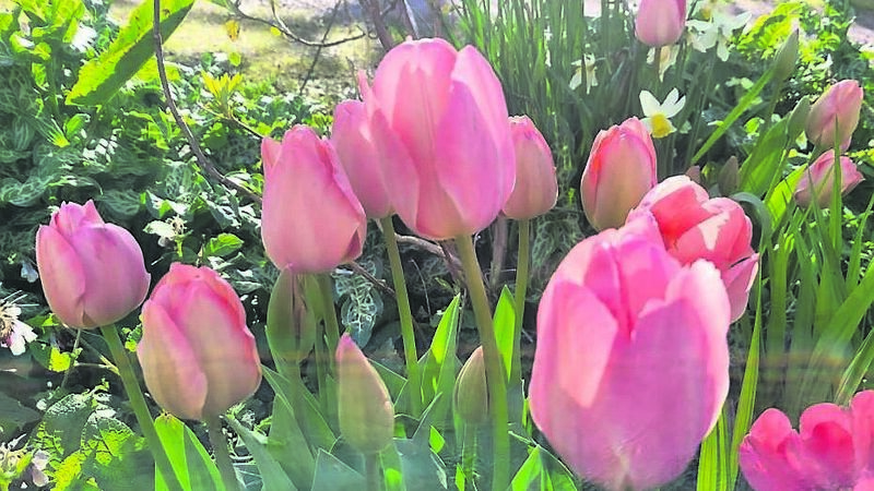 In the garden: We're a few weeks behind... In the garden: We're a few weeks behind...
