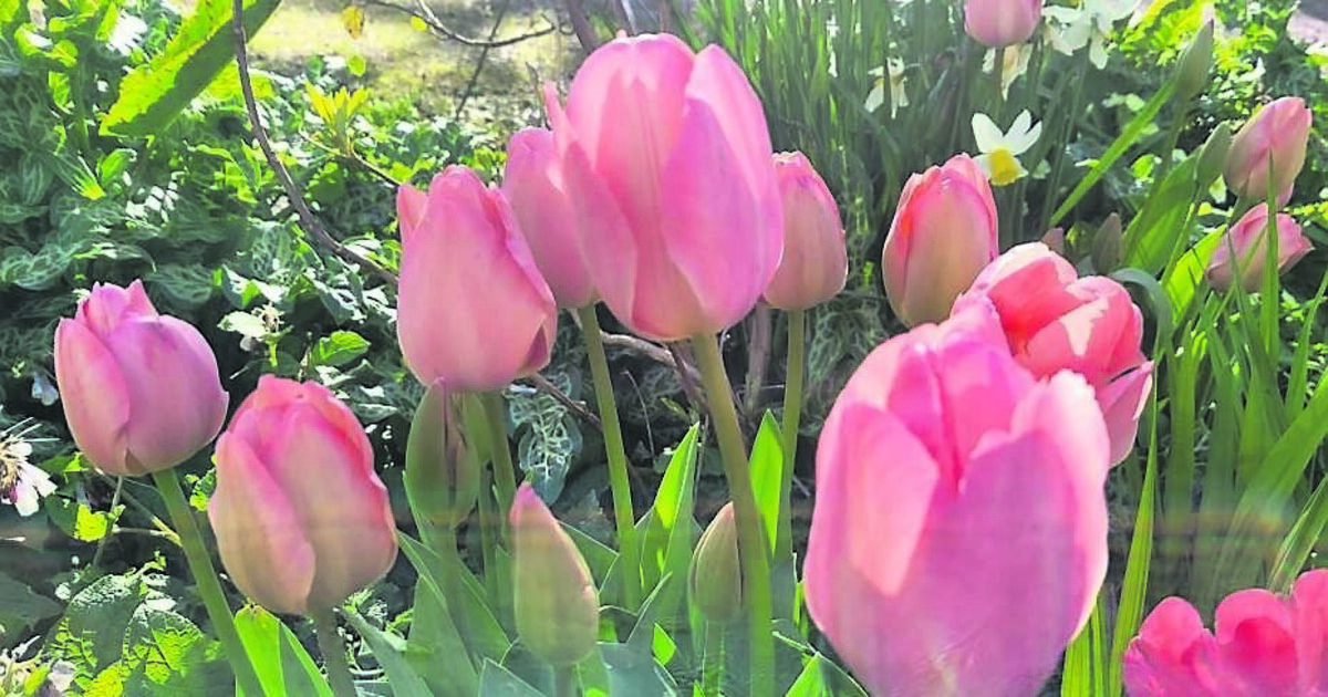 In the garden: We're a few weeks behind... - Vimarsana News