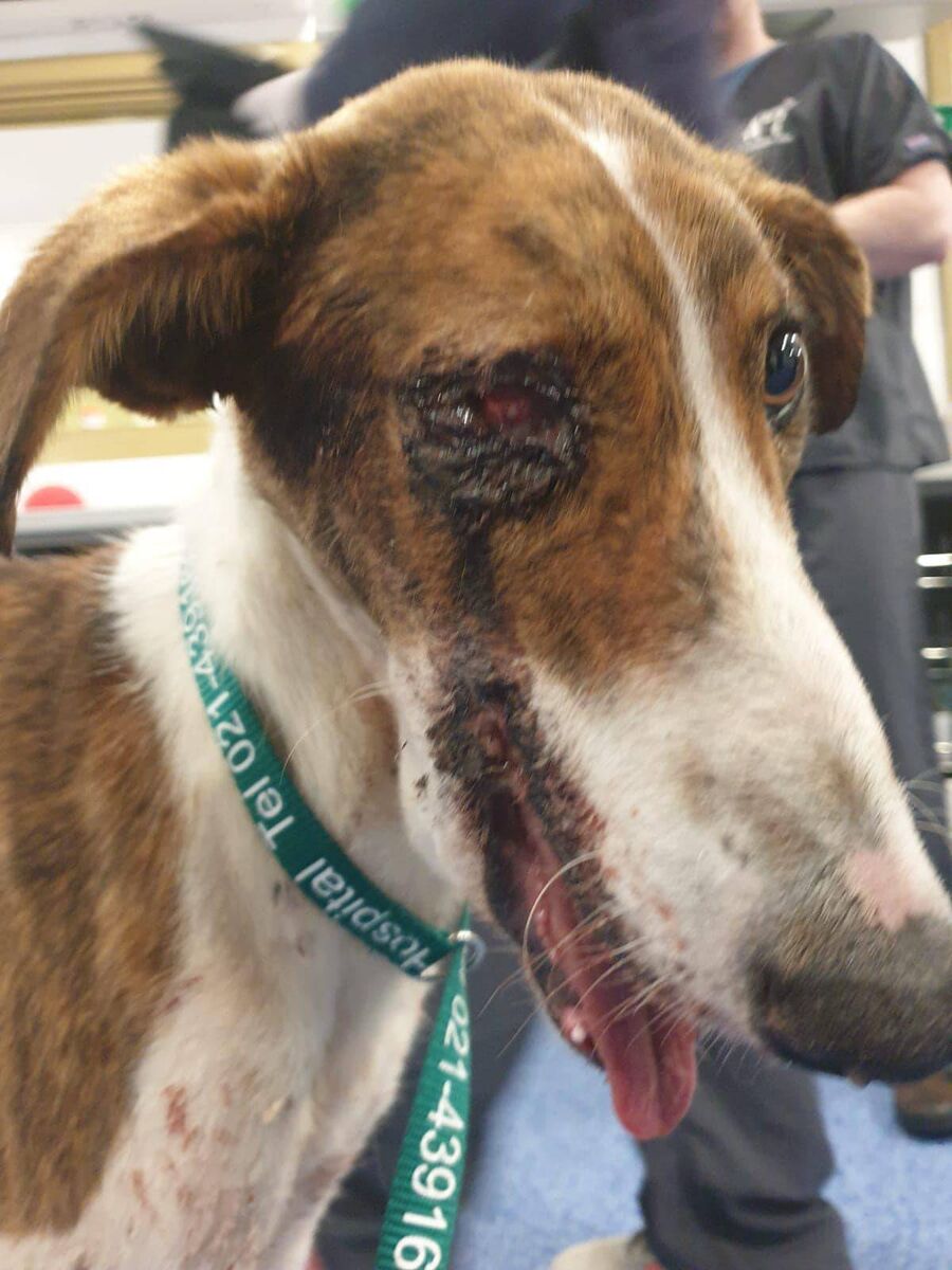 Cork DAWG were contacted by a member of the public who encountered a young lurcher ruptured eye and severely broken jaw. Picture: Cork DAWG Facebook page. Cork DAWG were contacted by a member of the public who encountered a young lurcher ruptured eye and severely broken jaw. Picture: Cork DAWG Facebook page.