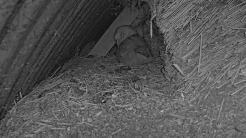 Cameras at derelict cottage in North Cork give ‘intimate views’ of barn owl nest Cameras at derelict cottage in North Cork give ‘intimate views’ of barn owl nest
