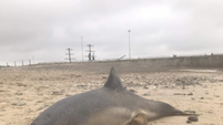 Dolphin and a pilot whale both washed up on separate beaches in Wexford