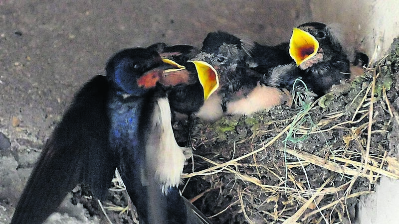 I saw the first swallows, hope it means warmer days ahead!