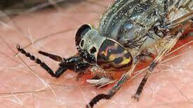 Life’s an itch... Vampire horse fly that’s made my life a misery