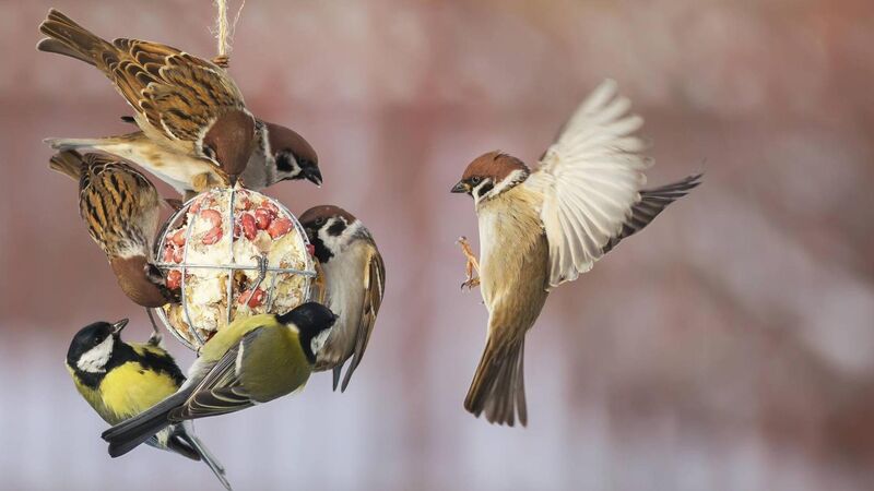 Want to know what birds are tweeting in your garden? A simple app can help...