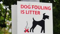 No dog fouling fines issued in Cork City so far this year