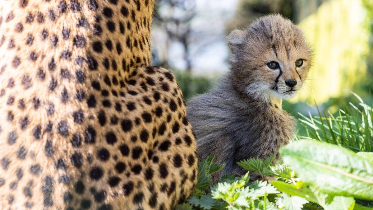 Fota announces birth of four cheetah cubs