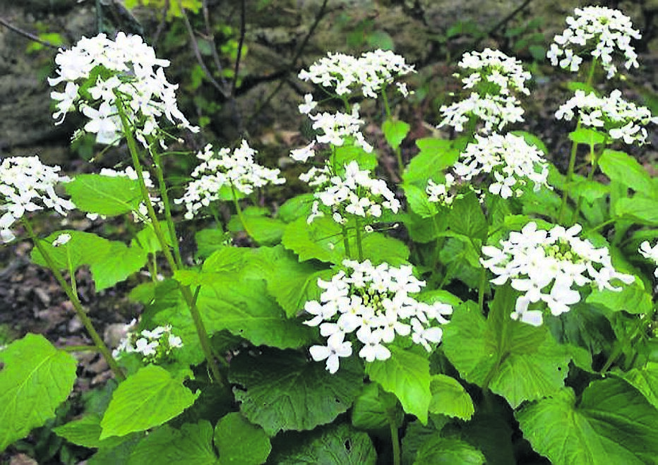Pachyphragma-macrophylla is a great plant for dry shade. Pachyphragma-macrophylla is a great plant for dry shade.