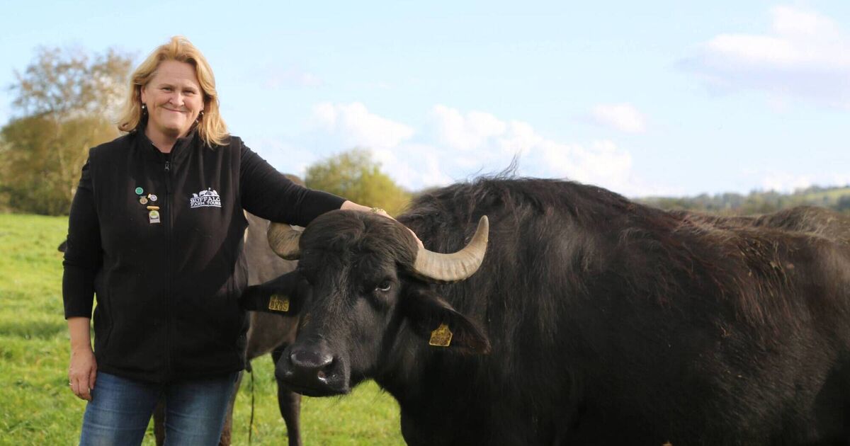 Meet the woman behind tours of Cork's buffalo farm - Vimarsana News