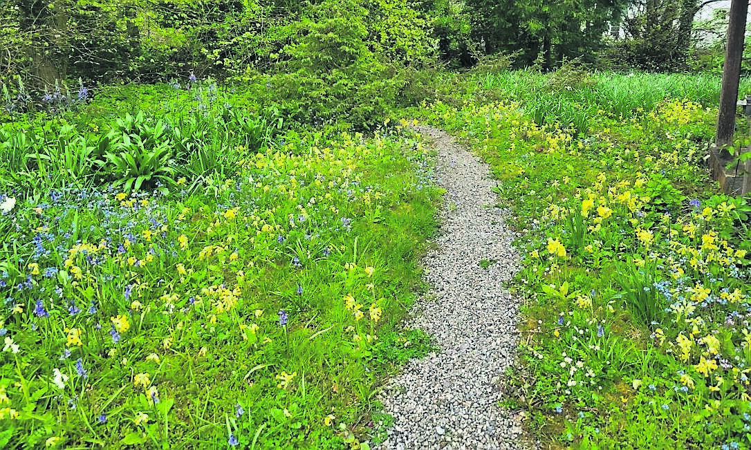 One of the meadow areas in the garden, with cowslips, forget-me-nots and bluebells providing lots of colour and beauty One of the meadow areas in the garden, with cowslips, forget-me-nots and bluebells providing lots of colour and beauty