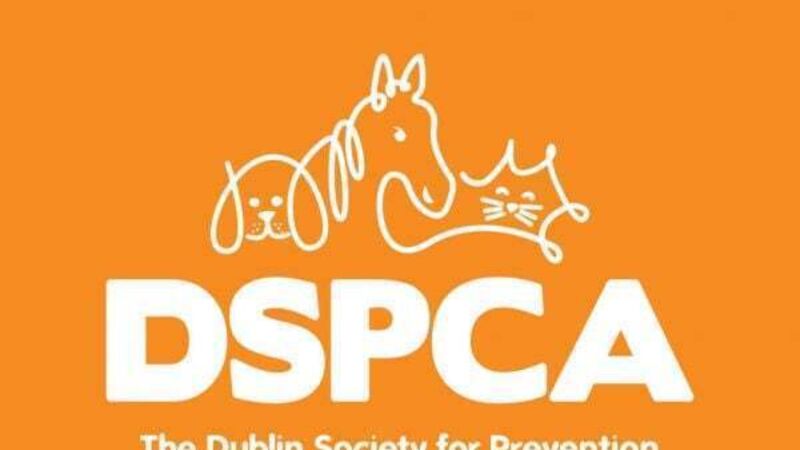 Dublin woman ordered to pay €13,000 over emaciated Shih Tzu