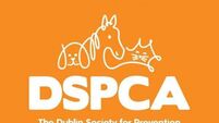 Dublin woman ordered to pay €13,000 over emaciated Shih Tzu