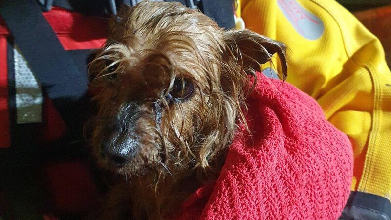 Cork City Fire Brigade save dog in river rescue