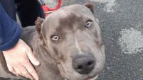 Carlow man admits having dogs' ears cut off to make them 'look tougher'