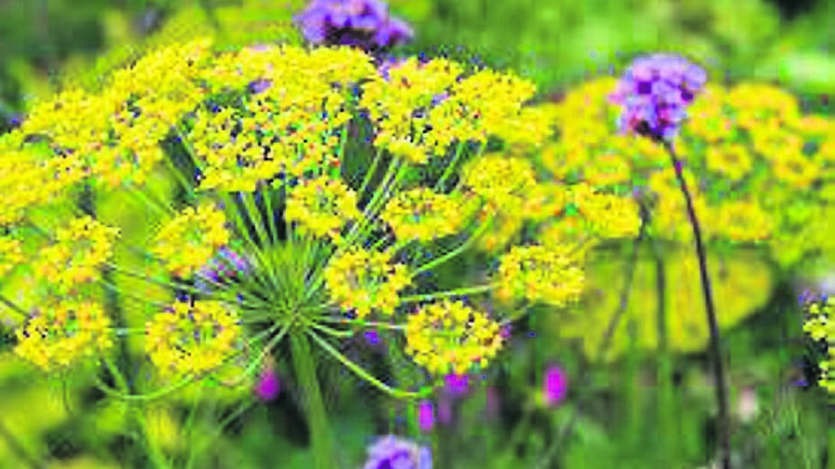 In the Garden: Here's a to-do list for May - mulch, sow, weed, water