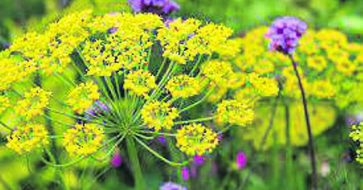In the Garden: Here's a to-do list for May - mulch, sow, weed, water - Vimarsana News