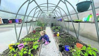 We added a polytunnel to our garden - here's how it's going...