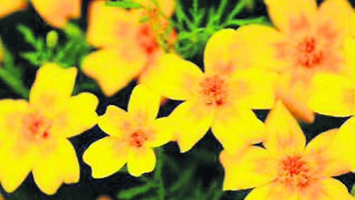In the garden: Pick plants to lure in birds and the bees