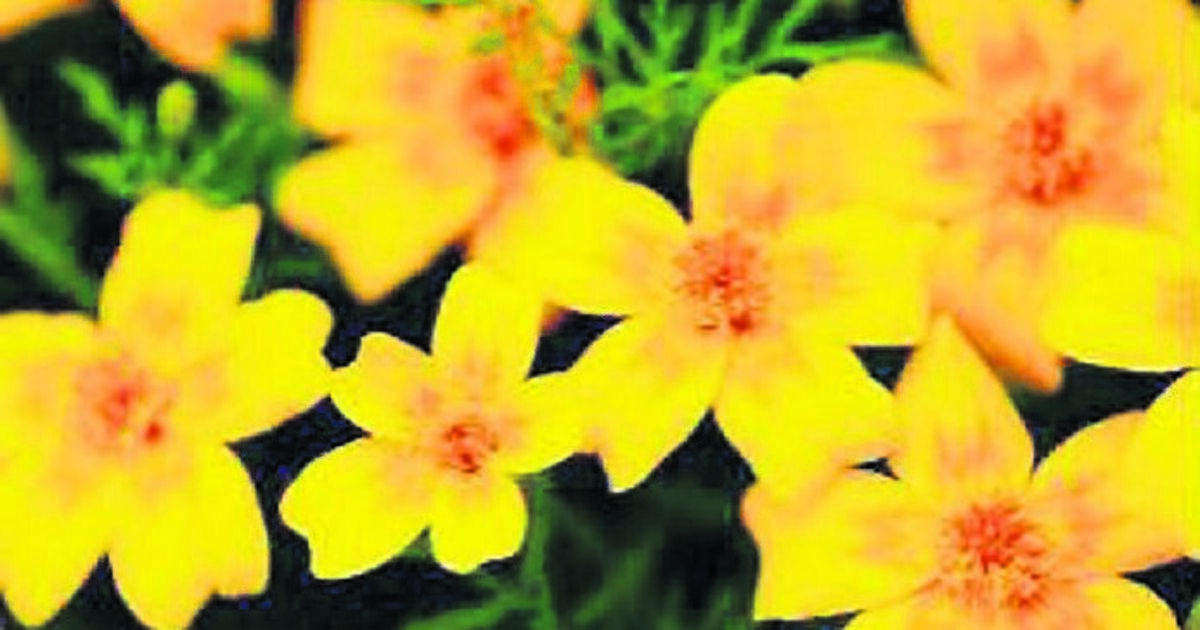In the garden: Pick plants to lure in birds and the bees - Vimarsana News