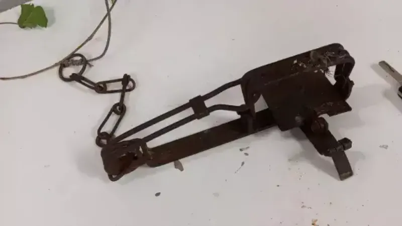Cat euthanised after being caught in gin trap Cat euthanised after being caught in gin trap