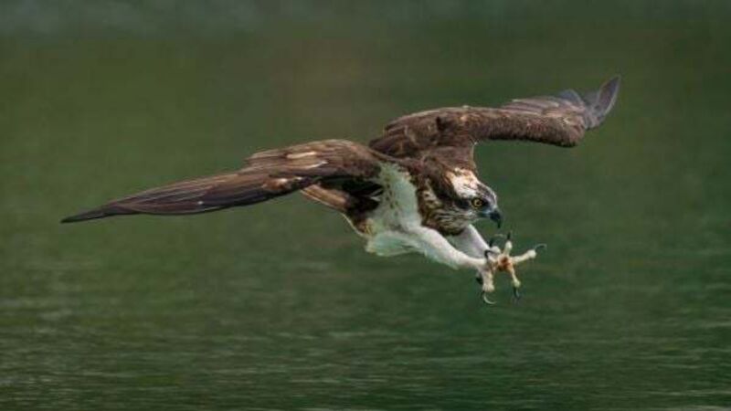 Ospreys to be reintroduced to Ireland this summer Ospreys to be reintroduced to Ireland this summer