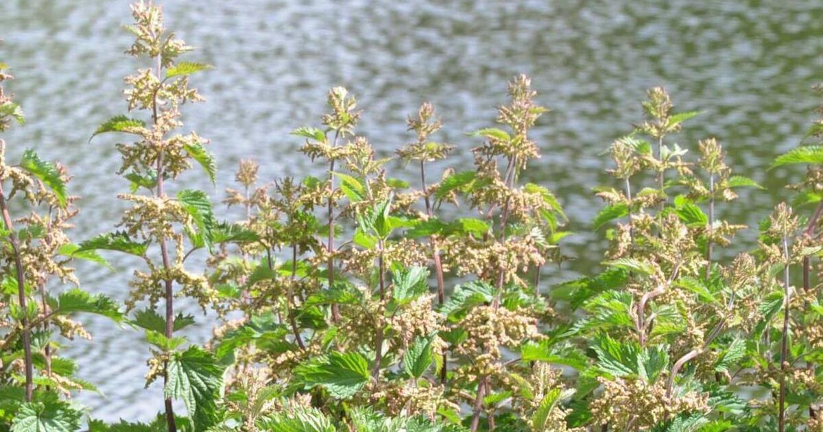 How the foraging and hunter-gathering lifestyle can improve your health - Vimarsana News
