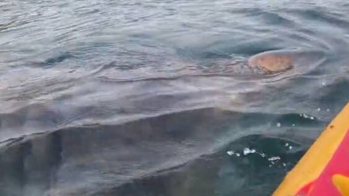 Basking shark swims under kayak in ‘surreal’ experience off Cork coast