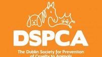 DSPCA encourages people to report abandoned animals