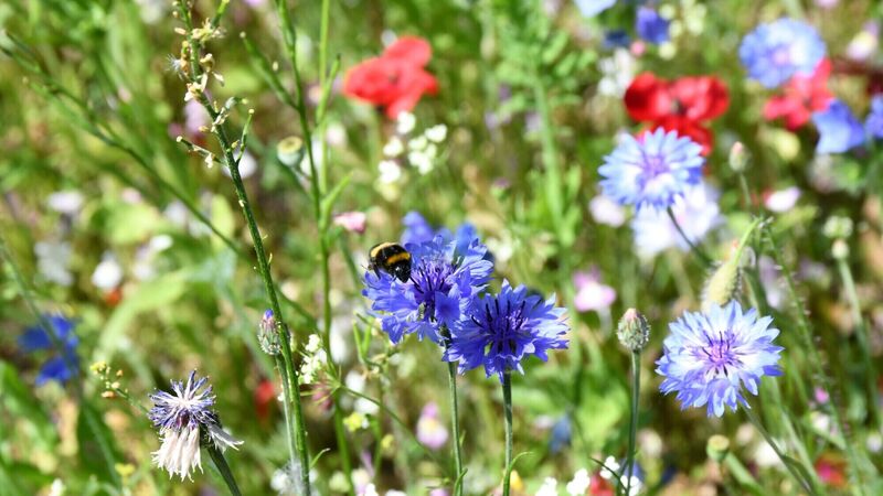 Residents on Cork city street aiming to create longest pollinator path in Ireland