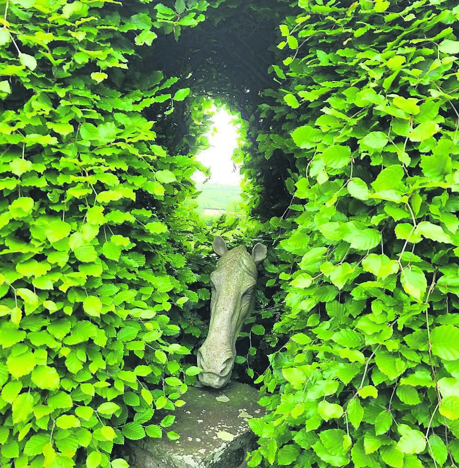 Some of the quirky features at Beechwood included this horse’s head in a ‘window ‘ of the beech hedge Some of the quirky features at Beechwood included this horse’s head in a ‘window ‘ of the beech hedge