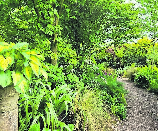 A view of some of the planting with grasses, herbaceous, trees and shrubs combined to great effect, the hosta in a pot creating a great focal point