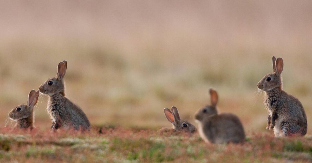 Man with 'enormous' rabbit problem on his land appeals against refusal for firearms certificate - Vimarsana News