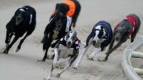 Greyhound Racing Ireland asked Minister for €27,000 pay hike for new boss