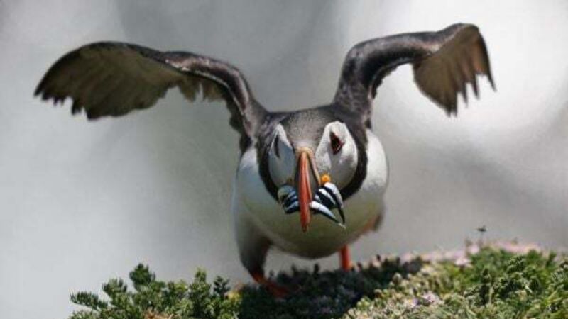 Puffin population may appear to be thriving, but more research needed, experts warn