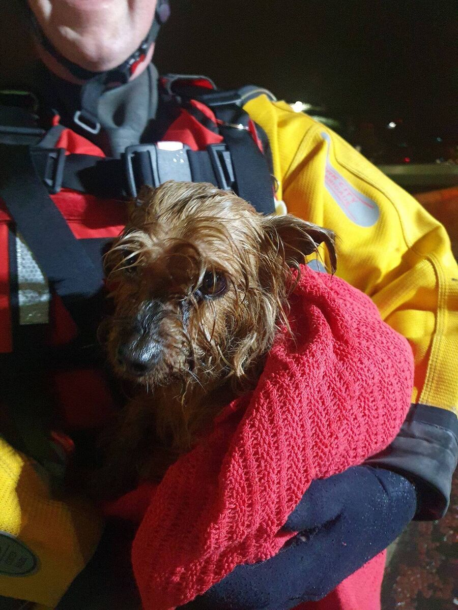 Little dog making full recovery after 'pawsome river rescue' in Cork city Picture: Cork City Fire Brigade via Twitter Little dog making full recovery after 'pawsome river rescue' in Cork city Picture: Cork City Fire Brigade via Twitter
