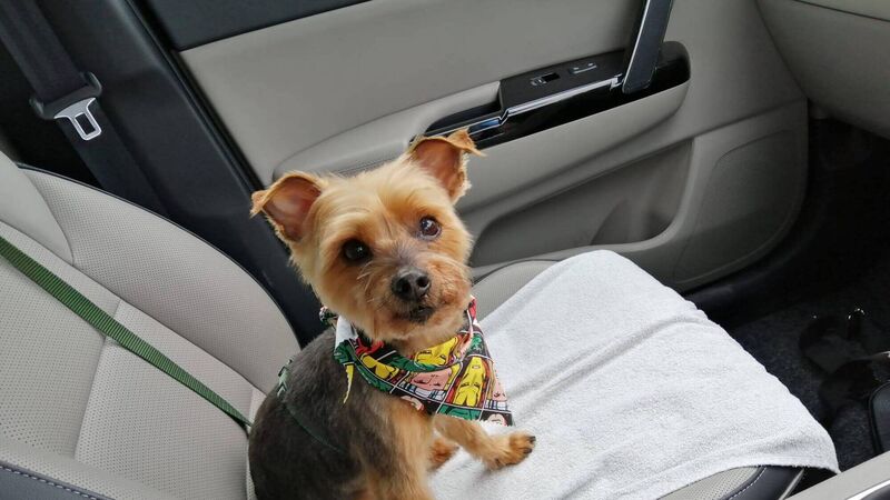 Dog rescued by Cork City Fire Brigade finds forever home Dog rescued by Cork City Fire Brigade finds forever home