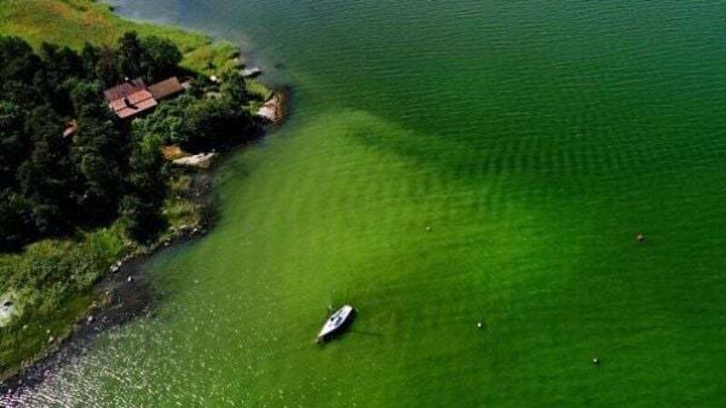 Warning for pet owners after deaths of dogs swimming in stagnant water Warning for pet owners after deaths of dogs swimming in stagnant water