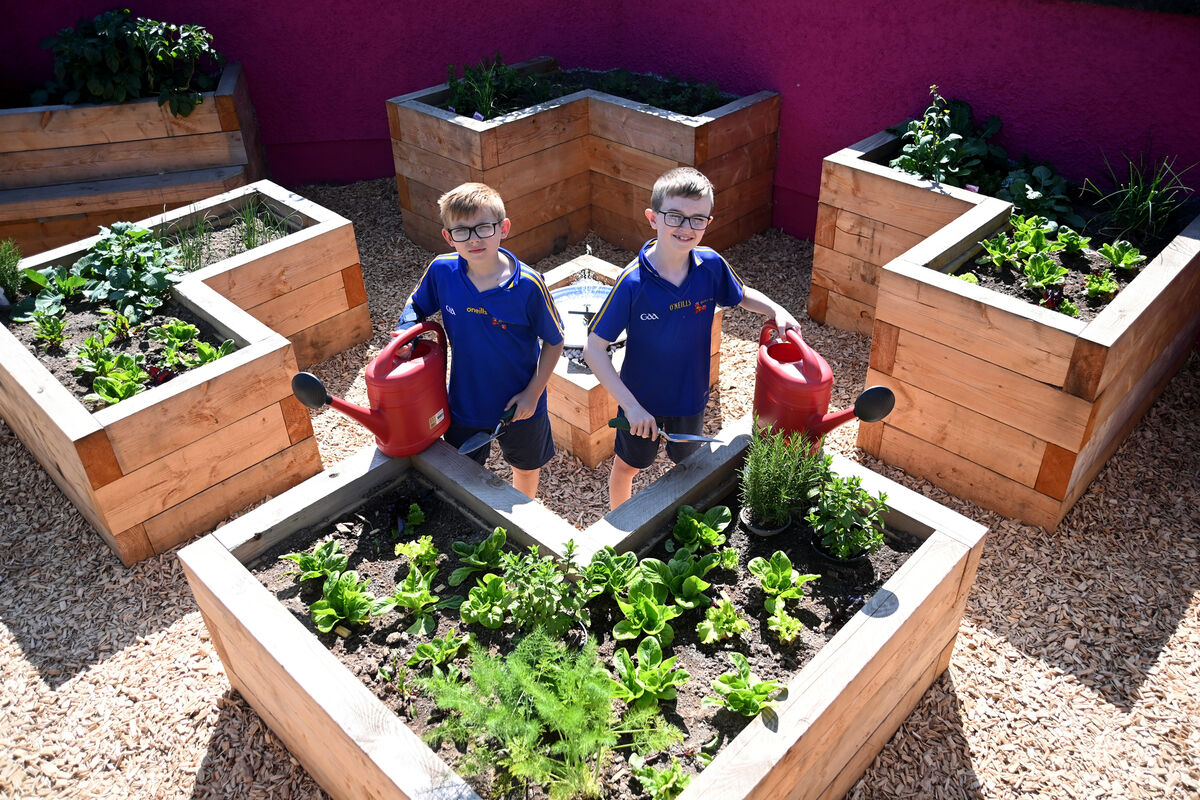 The boys and girls of Blarney CBS have a fabulous new school garden of raised beds with fruit and vegetables growing. 2nd class pupils Dylan O'Regan and Sam Moloney do some last-minute tidying before the officail ribbon cutting. Pic Larry Cummins The boys and girls of Blarney CBS have a fabulous new school garden of raised beds with fruit and vegetables growing. 2nd class pupils Dylan O'Regan and Sam Moloney do some last-minute tidying before the officail ribbon cutting. Pic Larry Cummins