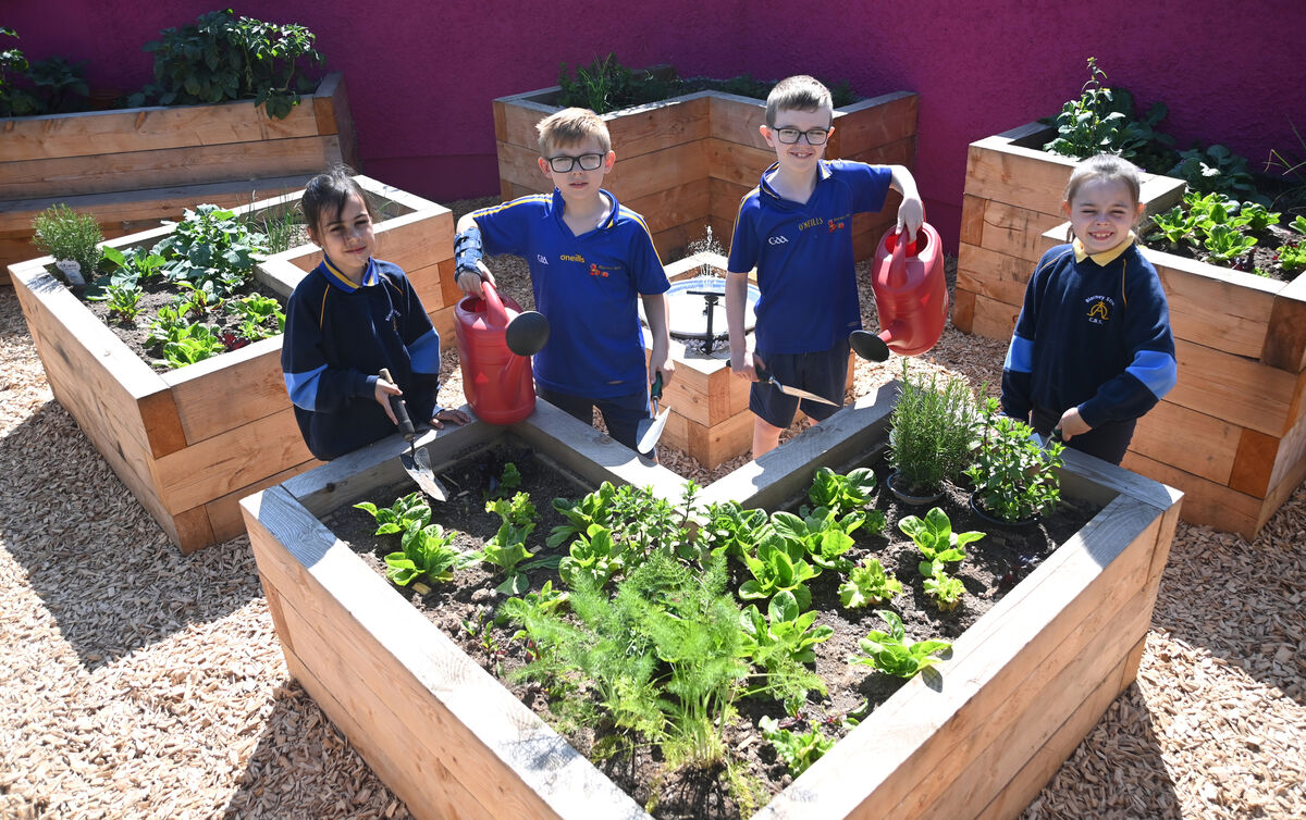 The boys and girls of Blarney CBS have a fabulous new school garden of raised beds with fruit and vegetables growing. Sofia Sha, Dylan O'Regan, Sam Moloney and Amelia O'Connor-Hurley water the plants. Pic Larry Cummins The boys and girls of Blarney CBS have a fabulous new school garden of raised beds with fruit and vegetables growing. Sofia Sha, Dylan O'Regan, Sam Moloney and Amelia O'Connor-Hurley water the plants. Pic Larry Cummins