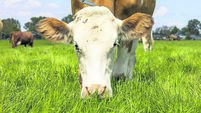 Grazing cow, eating blades of grass, red and white Fleckvieh, in a green pasture, close up of a head down snout and pink nose