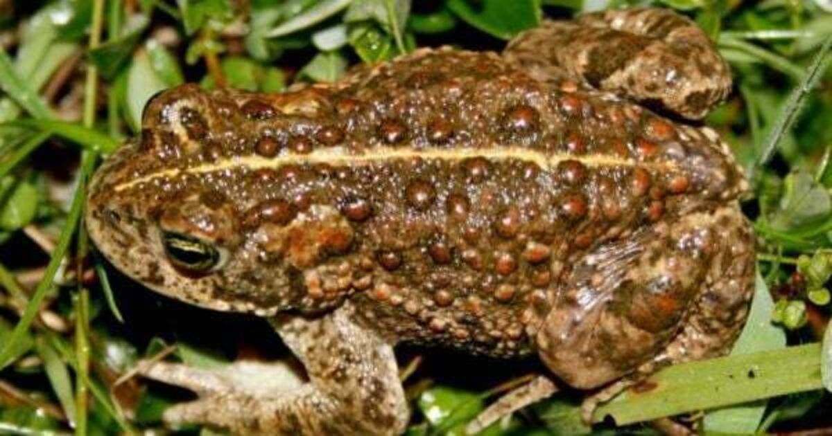 Rescue operation takes place in Kerry to save Ireland's only native toad - Vimarsana News