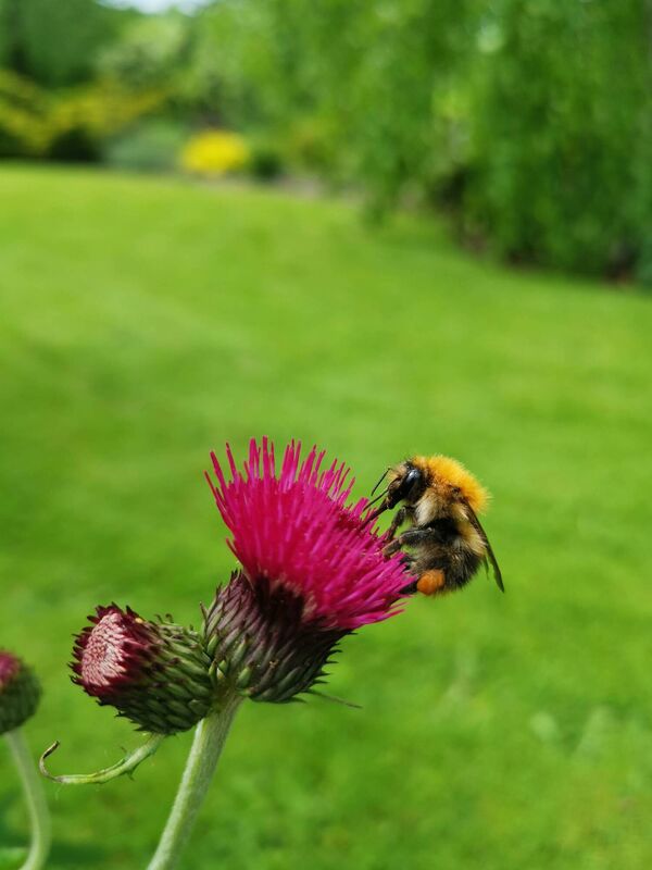 Common carder bee in Emma's mom’s garden.