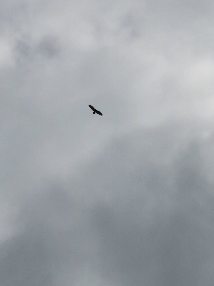 A common buzzard soaring above Ballintemple area. Picture: Emma Dennehy