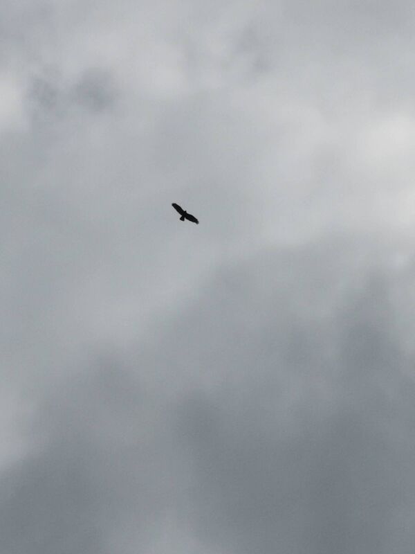 A common buzzard soaring above Ballintemple area. Picture: Emma Dennehy