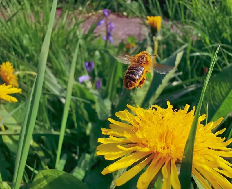A honeybee after visiting the dandelions in our city garden. Picture: Emma Dennehy