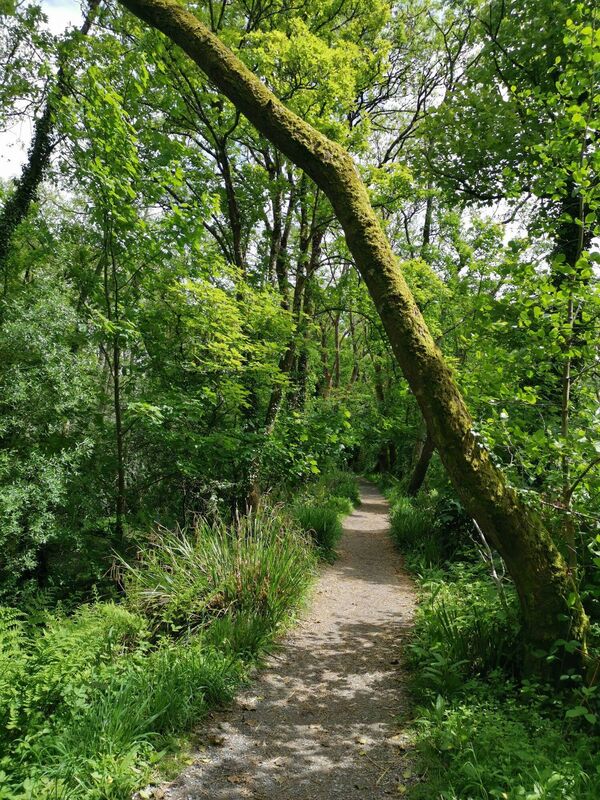 A beautiful walk in Ballincollig Regional Park 