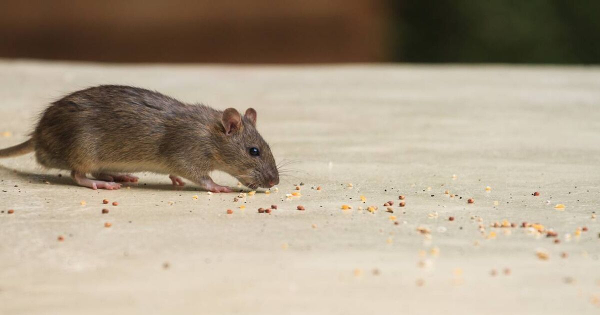 Cork bar served with enforcement order due to mouse in storeroom - Vimarsana News
